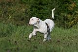 BOULEDOGUE AMERICAIN 376